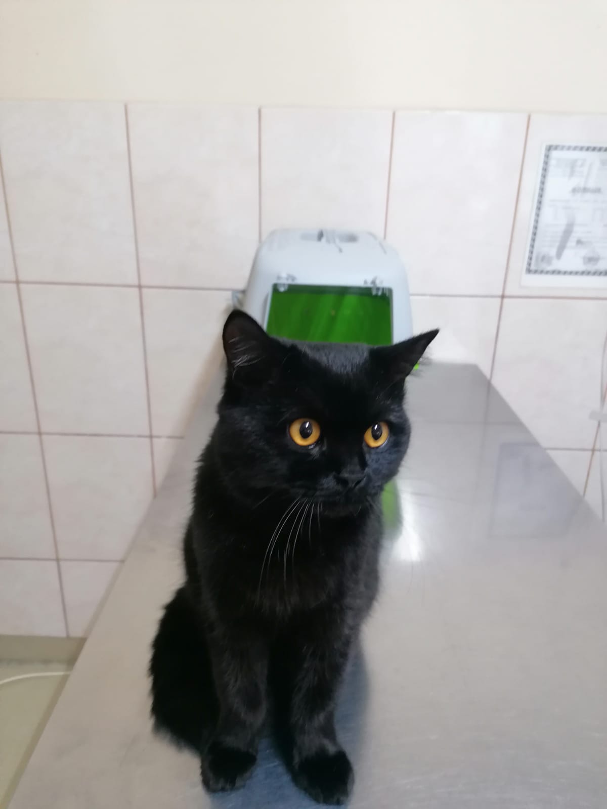 SandyVet  Cabinet veterinar, Sector 5, zona Rahova